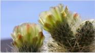 Cholla Cactus Blüte